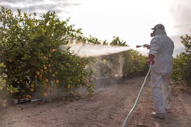 Best Termite Control Services  in Booneville, MS